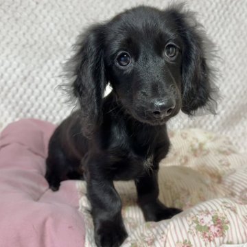 ミニチュアダックスフンド(ロング)【新潟県・男の子・2025年7月30日・ブラックソリッド】の写真「きれいなブラックソリッドの男の子です」