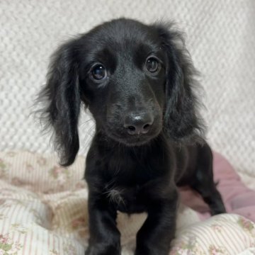 ミニチュアダックスフンド(ロング)【新潟県・男の子・2025年7月30日・ブラックソリッド】の写真「甘えん坊できれいなブラックソリッドの男の子です」