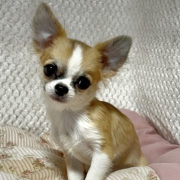 チワワ(ロング)【新潟県・男の子・2025年5月14日・レッド&ホワイト】の写真「CH直子、小振りでベビーフェイスな男の子」