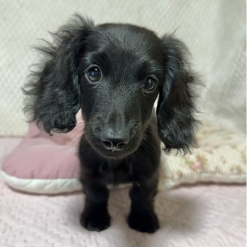 ミニチュアダックスフンド(ロング)【新潟県・男の子・2025年7月30日・ブラックソリッド】の写真「甘えん坊できれいなブラックソリッドの男の子です」