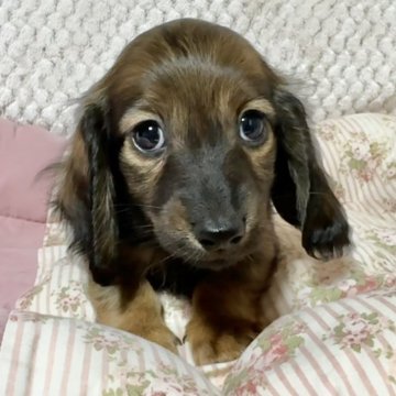 ミニチュアダックスフンド(ロング)【新潟県・女の子・2025年10月1日・レッド】の写真「小振りで甘いお顔の女の子です」