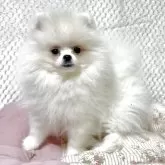ポメラニアン