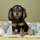 ミニチュアダックスフンド(ロング)【新潟県・女の子・2025年3月6日・ブラックタン】の写真1