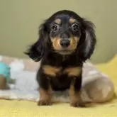 ミニチュアダックスフンド(ロング)【新潟県・女の子・2025年3月6日・ブラックタン】の写真2