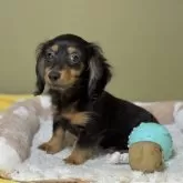 ミニチュアダックスフンド(ロング)【新潟県・女の子・2025年3月6日・ブラックタン】の写真3