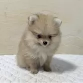 ポメラニアン【新潟県・女の子・2025年6月13日・ウルフセーブル】の写真4