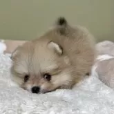 ポメラニアン【新潟県・女の子・2025年6月13日・ウルフセーブル】の写真5