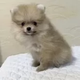 ポメラニアン【新潟県・女の子・2025年6月13日・ウルフセーブル】の写真6