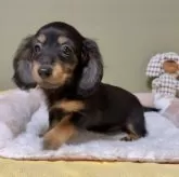 ミニチュアダックスフンド(ロング)【新潟県・女の子・2025年3月6日・ブラックタン】の写真7