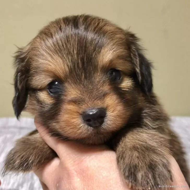 ぽて 様のお迎えした子犬