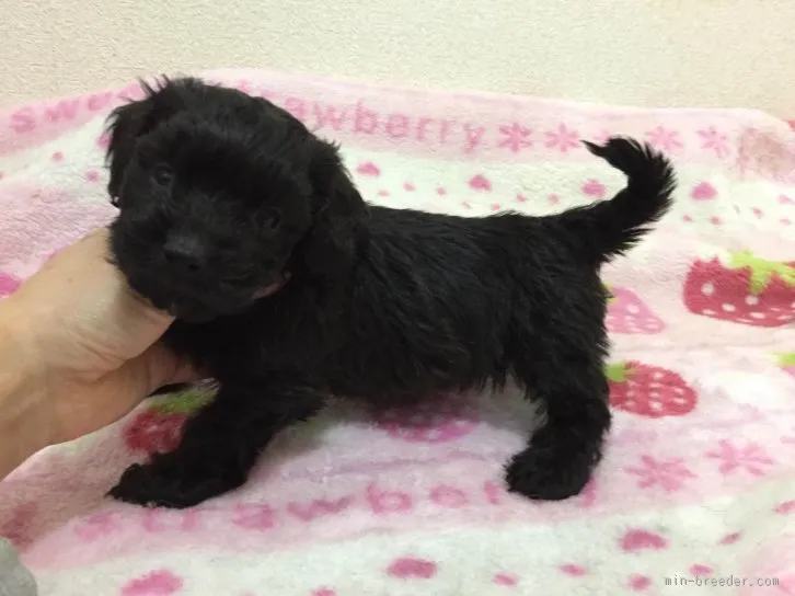 ID:1601-01787の子犬