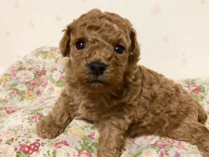ID：2007-00517の子犬