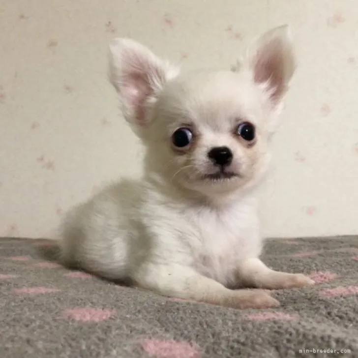 ID:2306-04593の子犬