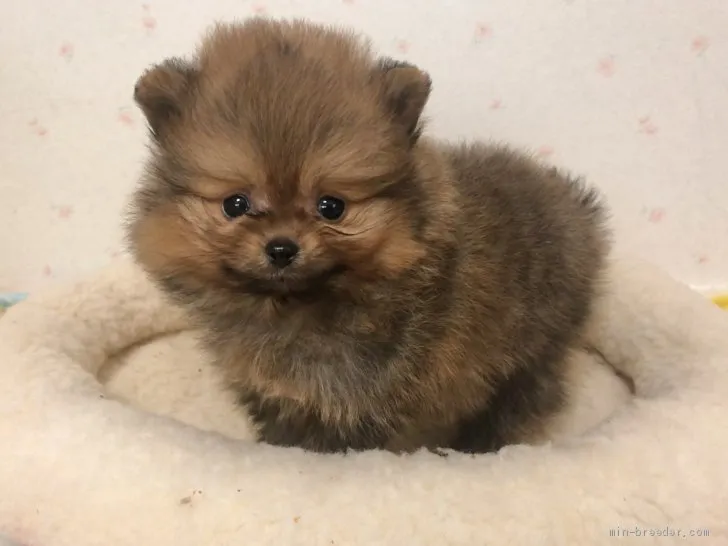 ID:2101-03550の子犬