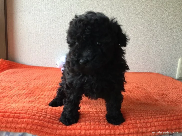 ID：1701-00542の子犬