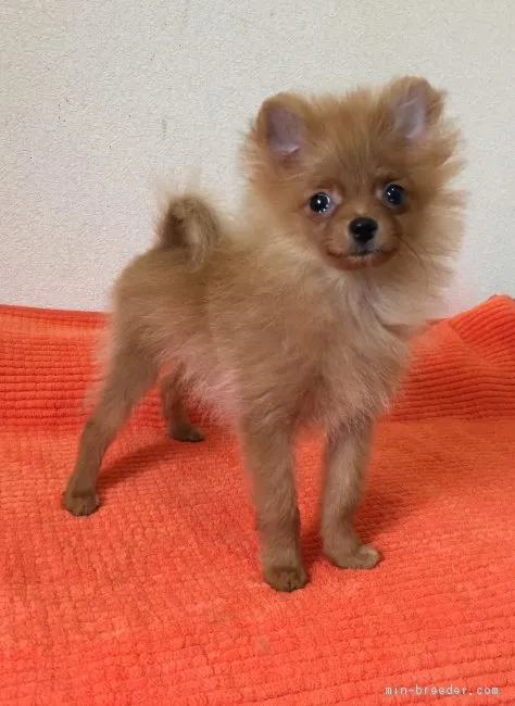 ID：1707-01643の子犬