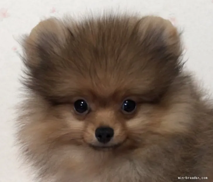 ID：2009-01809の子犬