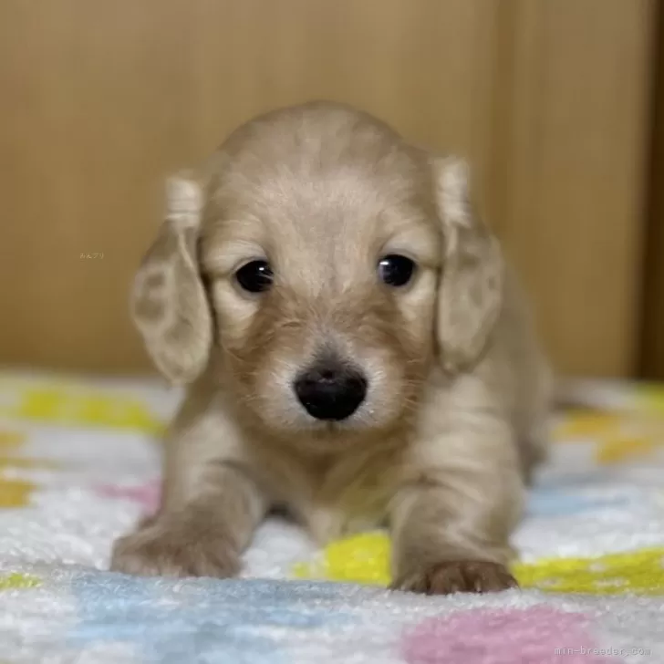 ID:2405-00722の子犬