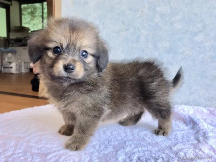 ナツキ 様のお迎えした子犬