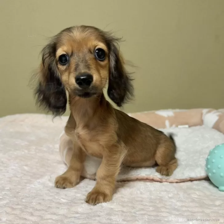 ID:2410-03351の子犬