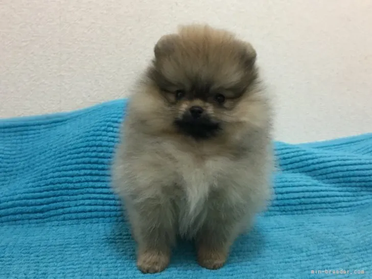 ID:1612-01193の子犬