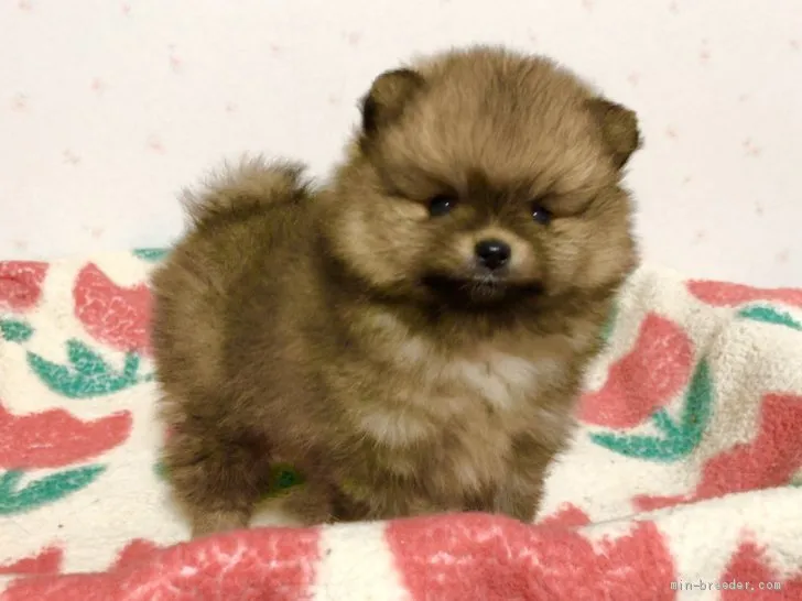 ID:2012-01234の子犬