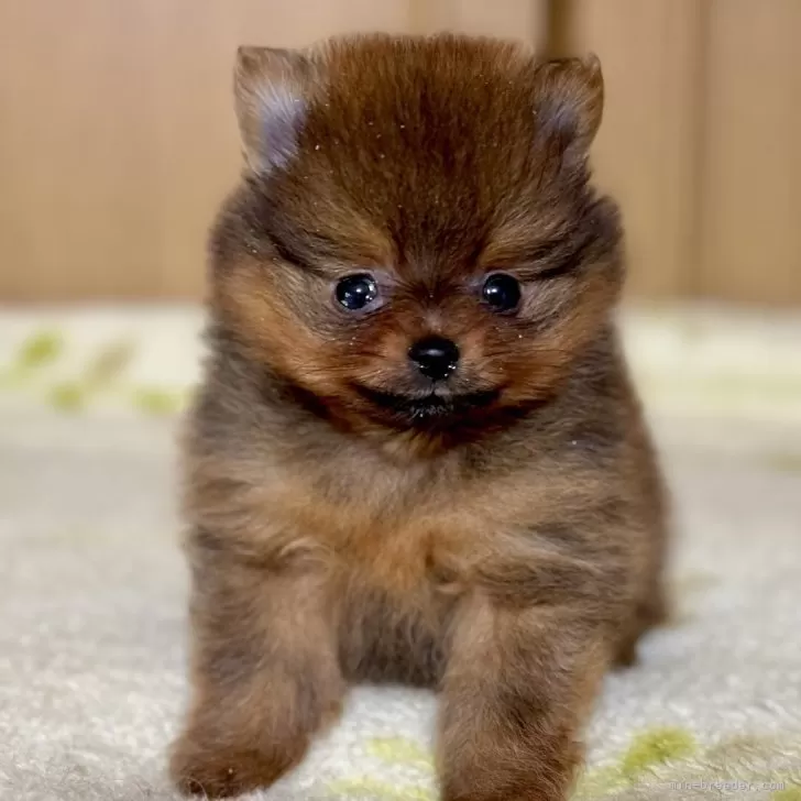 ID：2405-07544の子犬