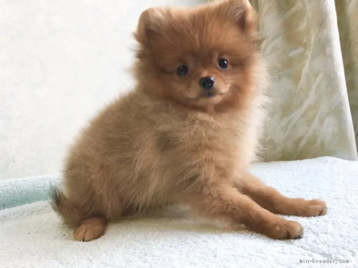 ID:1909-00050の子犬