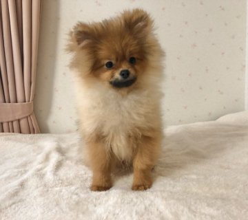 ポメラニアン【新潟県・男の子・2021年7月13日・オレンジ】の写真「毛量バツグン！かわいい性格の男の子です。」