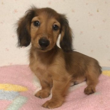 ミニチュアダックスフンド(ロング)【新潟県・男の子・2023年7月2日・レッド】の写真「優しいお顔の男の子です」