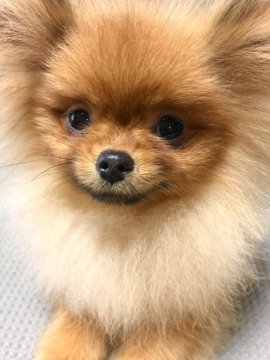 ポメラニアン【新潟県・男の子・2021年10月23日・オレンジ】の写真「CH直子。甘くてかわいいお顔の男の子です。」