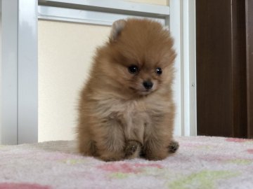 ポメラニアン【新潟県・男の子・2018年2月8日・オレンジ】の写真「良血統。かわいい男の子です。」