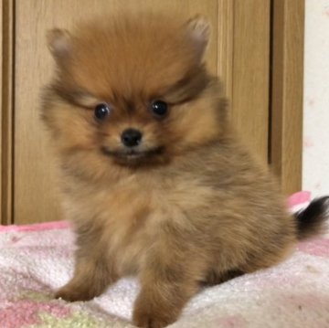 ポメラニアン【新潟県・男の子・2023年2月25日・オレンジ】の写真「良血統、甘くてかわいいお顔の男の子です。」