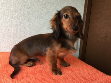 ミニチュアダックスフンド(ロング)【新潟県・男の子・2016年7月8日・レッド】の写真「」