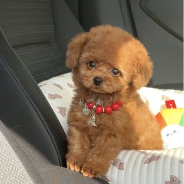 トイプードル(タイニー)【長崎県・男の子・2025年10月9日・レッド】の写真「キュートな男の子♪」