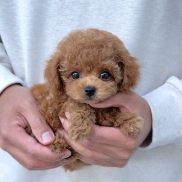 トイプードル(タイニー)【長崎県・男の子・2025年9月7日・レッド】の写真「優しい雰囲気の可愛い子♪」