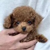 タイニープードル