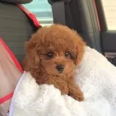 タイニープードル