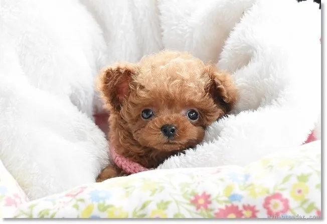 ID：1903-02349の子犬