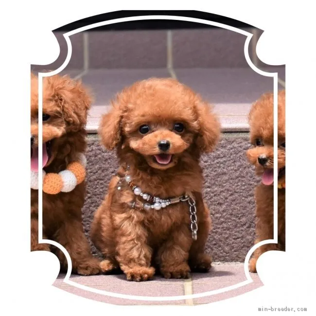 ID：1906-02933の子犬