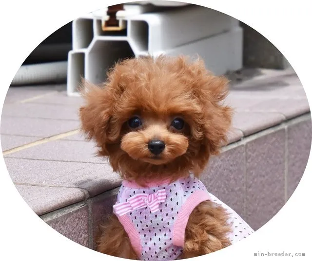 ID：1807-02816の子犬