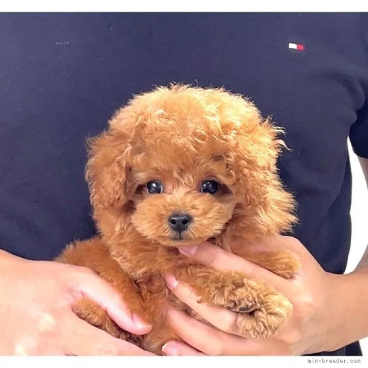 ID：2309-02169の子犬