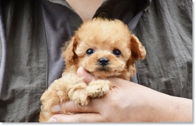 ID:1904-02879の子犬