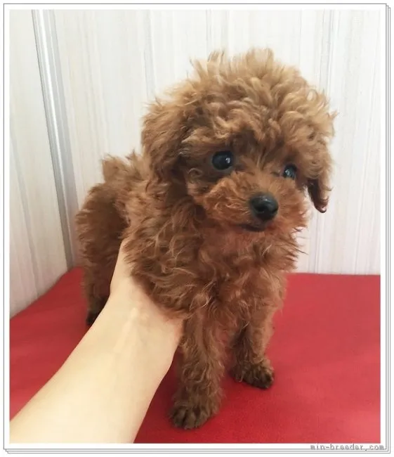 ID:1708-01579の子犬