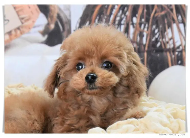 ID:2109-00835の子犬