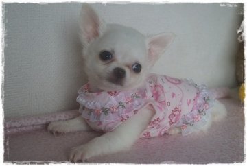 チワワ(ロング)【長崎県・男の子・2015年6月4日・クリーム】の写真「小振りな色白イケメン君♪」