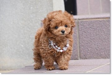 トイプードル(タイニー)【長崎県・男の子・2019年1月29日・レッド】の写真「もふもふボーイ♪」
