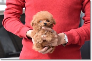 トイプードル(ティーカップ)【長崎県・男の子・2018年12月7日・アプリコット】の写真「めちゃチビだけど元気なボク♪」