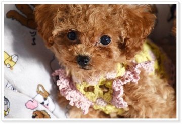 トイプードル(ティーカップ)【長崎県・男の子・2017年9月18日・アプリコット】の写真「激カワ♪イケメンです(*^-^*)」