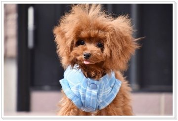 トイプードル(ティーカップ)【長崎県・男の子・2017年6月7日・レッド】の写真「ティー予想のイケメン君♪」